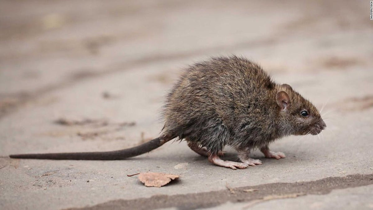 LAS RATAS ESTÁN INFECTANDO A LOS HUMANOS CON HEPATITIS